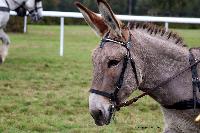 Photo n 49246&#10;La tradition au PIN-AU-HARAS 2019 Photo N. TOUDIC&#10;Bruno GUIARD. Voiture Petit Road Cart attele  un Ane du Cotentin&#10;Affiche 15 fois&#10;Ajoute le 16/10/2019 13:50:12 par Nadinetoudic&#10;&#10;--> Cliquer pour agrandir <--