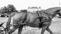 Photo n 49952&#10;CAI Le PIN 2020 photo Mlanie Guillamot ByMgpLive&#10;&#10;Affiche 7 fois&#10;Ajoute le 29/07/2020 09:08:06 par JeanClaudeGrognet&#10;&#10;--> Cliquer pour agrandir <--