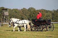 Photo n 51031&#10;La tradition aux courses du Pin au Haras. 2021 &#10;Anthony GOHIER avec un Petit Break des HN attel  des Percherons en Paire
Photo Nadine TOUDIC&#10;Affiche 5 fois&#10;Ajoute le 13/10/2021 11:28:31 par Nadinetoudic&#10;&#10;--> Cliquer pour agrandir <--