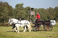 Photo n 51033&#10;La tradition aux courses du Pin au Haras. 2021 &#10;Anthony GOHIER avec un Petit Break des HN attel  des Percherons en Paire
Photo Nadine TOUDIC&#10;Affiche 8 fois&#10;Ajoute le 13/10/2021 11:28:31 par Nadinetoudic&#10;&#10;--> Cliquer pour agrandir <--
