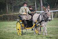 Photo n 51065&#10;La tradition aux courses du Pin au Haras. 2021 &#10;Bruno GIRARD avec un Road-car attel  un Ane du cotentin
Photo Nadine TOUDIC&#10;Affiche 12 fois&#10;Ajoute le 13/10/2021 11:59:06 par Nadinetoudic&#10;&#10;--> Cliquer pour agrandir <--
