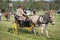 Photo n 51067&#10;La tradition aux courses du Pin au Haras. 2021 &#10;Bruno GIRARD avec un Road-car attel  un Ane du cotentin
Photo Nadine TOUDIC&#10;Affiche 11 fois&#10;Ajoute le 13/10/2021 11:59:06 par Nadinetoudic&#10;&#10;--> Cliquer pour agrandir <--