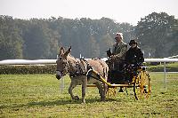 Photo n 51068&#10;La tradition aux courses du Pin au Haras. 2021 &#10;Bruno GIRARD avec un Road-car attel  un Ane du cotentin
Photo Nadine TOUDIC&#10;Affiche 13 fois&#10;Ajoute le 13/10/2021 11:59:06 par Nadinetoudic&#10;&#10;--> Cliquer pour agrandir <--