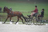 Photo n 51472&#10;Le PIN CdM solo photo PIXELVISUEL &#10;Dressage&#10;Affiche 14 fois&#10;Ajoute le 15/09/2022 19:45:22 par JeanClaudeGrognet&#10;&#10;--> Cliquer pour agrandir <--
