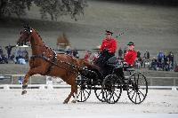 Photo n 51479&#10;Le PIN CdM solo photo PIXELVISUEL &#10;Dressage Fabrice Martin&#10;Affiche 25 fois&#10;Ajoute le 18/09/2022 08:42:10 par JeanClaudeGrognet&#10;&#10;--> Cliquer pour agrandir <--